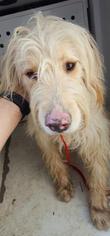 Labradoodle Dogs for adoption in Fresno, CA, USA