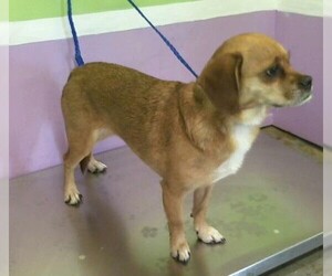 Puggle Dogs for adoption in Missouri City, TX, USA