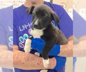 Borador Dogs for adoption in Livingston, TX, USA