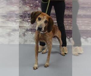 Treeing Walker Coonhound Dogs for adoption in Louisville, KY, USA