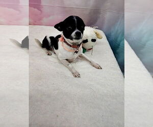 Chihuahua-Unknown Mix Dogs for adoption in Metairie, LA, USA