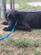 Labrador Retriever-Unknown Mix Dogs for adoption in Laurinburg, NC, USA