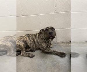 Mutt Dogs for adoption in Rosenberg, TX, USA