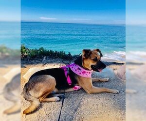 Shug Dogs for adoption in Newport Beach, CA, USA