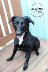 Borador Dogs for adoption in Richmond, MO, USA