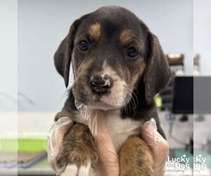 Labrador Retriever-Unknown Mix Dogs for adoption in Washington, DC, USA
