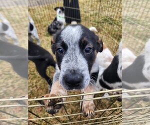 Australian Shepherd-Unknown Mix Dogs for adoption in Mechanicsburg, PA, USA