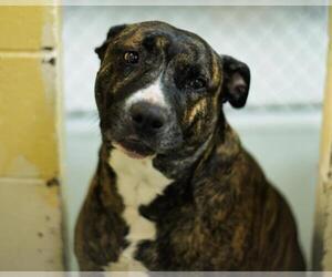 Mutt Dogs for adoption in Tulsa, OK, USA