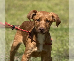 Labrador Retriever-Unknown Mix Dogs for adoption in Yardley, PA, USA