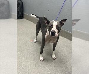 Staffordshire Bull Terrier-Unknown Mix Dogs for adoption in Las Vegas, NV, USA