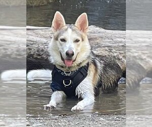 German Shepherd Dog Dogs for adoption in Santa Monica, CA, USA