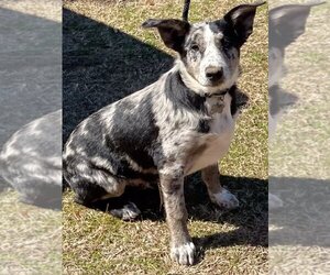 Australian Shepherd-Unknown Mix Dogs for adoption in Warwick, RI, USA