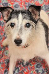 Medium Photo #1 Jack Russell Terrier Puppy For Sale in Virginia Beach, VA, USA
