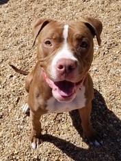 Bullboxer Pit Dogs for adoption in Virginia Beach, VA, USA