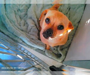 Pug-Unknown Mix Dogs for adoption in Oroville, CA, USA