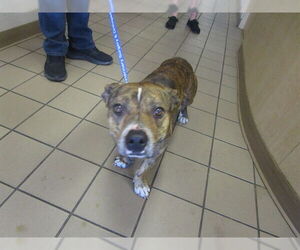 Staffordshire Bull Terrier-Unknown Mix Dogs for adoption in Ocala, FL, USA