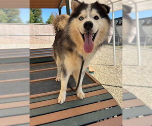 Alaskan Malamute Dogs for adoption in Palmetto, FL, USA