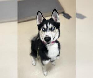 Siberian Husky Dogs for adoption in Center Township, PA, USA