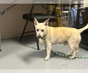 Mutt Dogs for adoption in Ocala, FL, USA