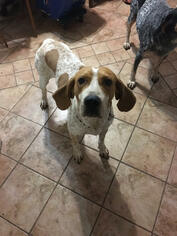 Coonhound Dogs for adoption in Toledo, OH, USA