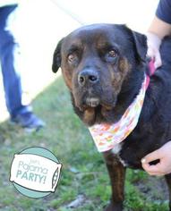 Rottweiler-American Pit Bull Terrier Dogs for adoption in Ann Arbor, MI, USA
