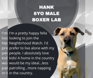 Boxador Dogs for adoption in Woodbury, MN, USA