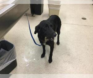 Mutt Dogs for adoption in Riverside, CA, USA