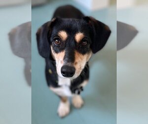 Dorgi Dogs for adoption in Wakefield, RI, USA