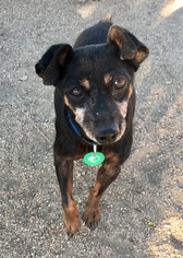 Miniature Pinscher Dogs for adoption in Lancaster, CA, USA