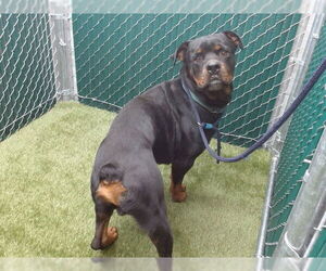 Rottweiler Dogs for adoption in Downey, CA, USA