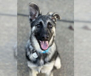 German Shepherd Dog Dogs for adoption in West Sacramento, CA, USA
