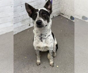 Mutt Dogs for adoption in San Bernardino, CA, USA