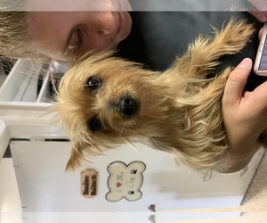 Silky Terrier Dogs for adoption in Miami, FL, USA