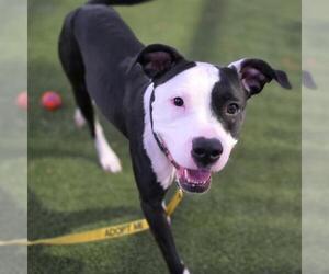 Mutt Dogs for adoption in Las Vegas, NV, USA