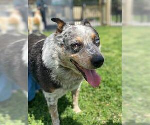 Australian Shepherd Dogs for adoption in Riverside, CA, USA