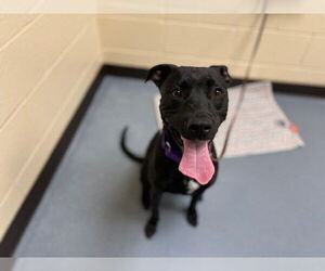 Labrador Retriever Dogs for adoption in Denver, CO, USA