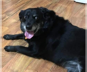 Labrador Retriever-Retriever  Mix Dogs for adoption in Staley, NC, USA