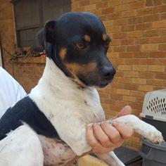 Jack-Rat Terrier Dogs for adoption in Little Rock, AR, USA