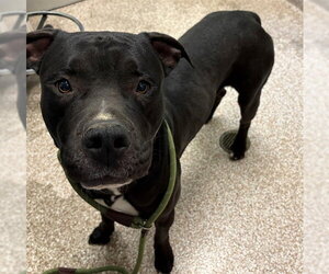 Mutt Dogs for adoption in Pueblo, CO, USA