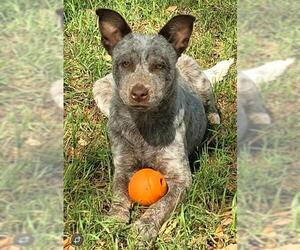 Mutt Dogs for adoption in San Antonio, TX, USA