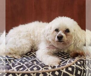 Poochon Dogs for adoption in Wetumpka, AL, USA