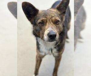 Australian Shepherd-Unknown Mix Dogs for adoption in Santa Maria, CA, USA