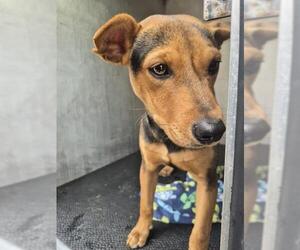 Mutt Dogs for adoption in San Antonio, TX, USA