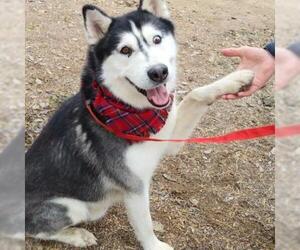 Siberian Husky Dogs for adoption in Von Ormy, TX, USA