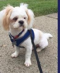 Shih Tzu Dogs for adoption in Normal, IL, USA