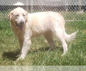 Great Pyrenees-Retriever  Mix Dogs for adoption in Wetumpka, AL, USA