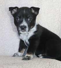Medium Photo #1 Australian Kelpie-Unknown Mix Puppy For Sale in Von Ormy, TX, USA