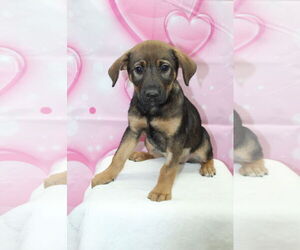 Beagle-Unknown Mix Dogs for adoption in El Centro, CA, USA