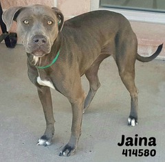 Blue Lacy Dogs for adoption in San Antonio, TX, USA