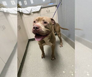 American Pit Bull Terrier-Unknown Mix Dogs for adoption in Las Vegas, NV, USA